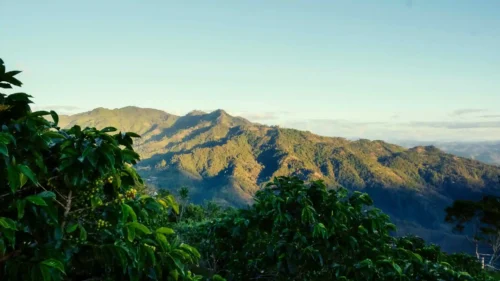 colombian fields by allan lainez