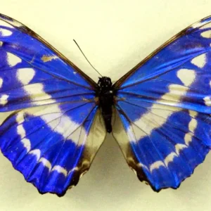 morphocypris